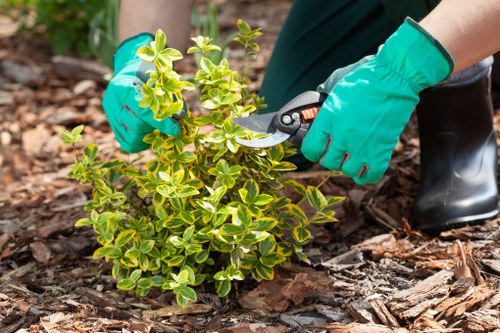 Local tree surgery service managing overgrown branches in Ruxley