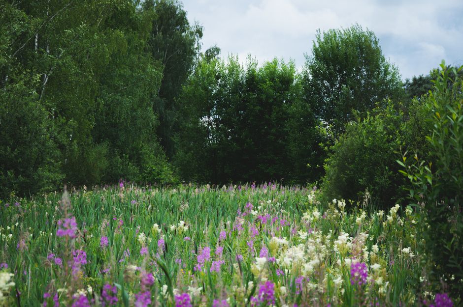 A lush, natural meadow scene with a variety of seasonal wildflowers, including purple, white, and pale pink blooms, growing densely in the foreground. The meadow is bordered by mature, leafy trees wit