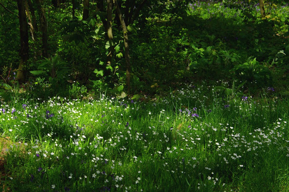 A lush, natural meadow scene with a variety of seasonal wildflowers, including purple, white, and pale pink blooms, growing densely in the foreground. The meadow is bordered by mature, leafy trees wit
