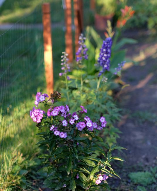 A lush garden scene featuring a well-maintained grassy lawn bordered by an array of vibrant flowering plants and shrubs. On the left, pink hollyhocks and purple flowering bushes grow alongside a small