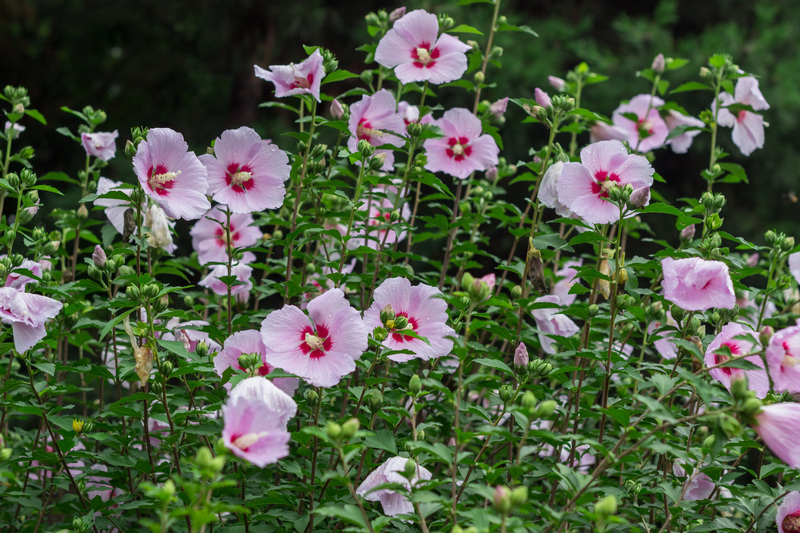 garden care Garden
